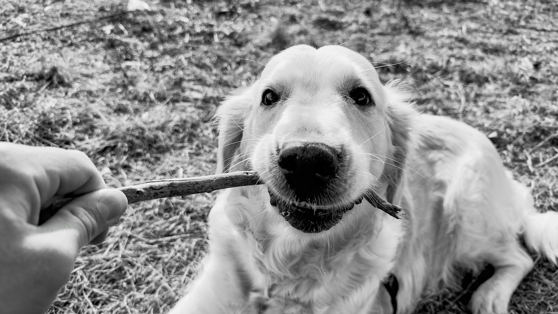 a black and white photo of a dog chewing on a stick